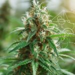 Comprendre les différences entre le CBD, CBG et CBN