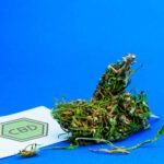 Quel produit CBD choisir selon votre profil ?