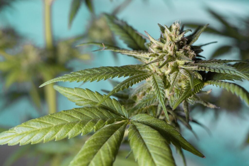 Le guide complet sur les fleurs de CBD
