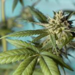 Le guide complet sur les fleurs de CBD